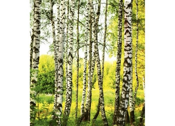 Fliis fototapeet Birch forest