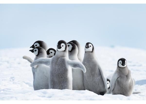 Fliis fototapeet Emperor Penguins Chicks