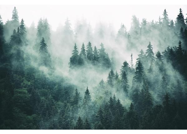 Fliis fototapeet Foggy Forest