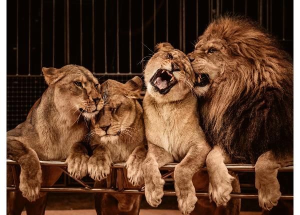 Fliis fototapeet Lion And Three Lioness