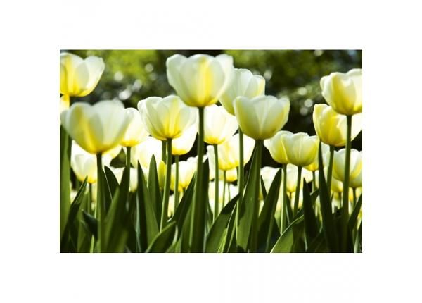 Fliis fototapeet White tulips 375x250 cm