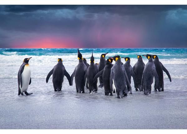 Isekleepuv fototapeet King Penguins In The Falkland