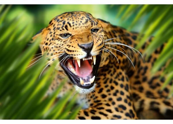 Isekleepuv fototapeet Leopard Portrait In Jungle