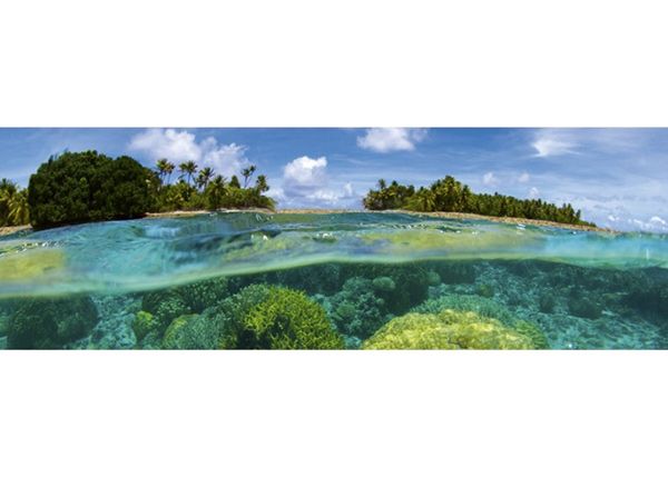 Köögi tagasein Coral Reef 350x60 cm