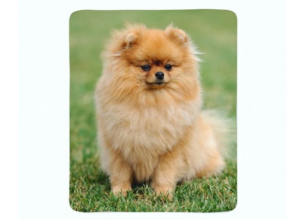 Pleed Pomeranian Dog 130x150 cm