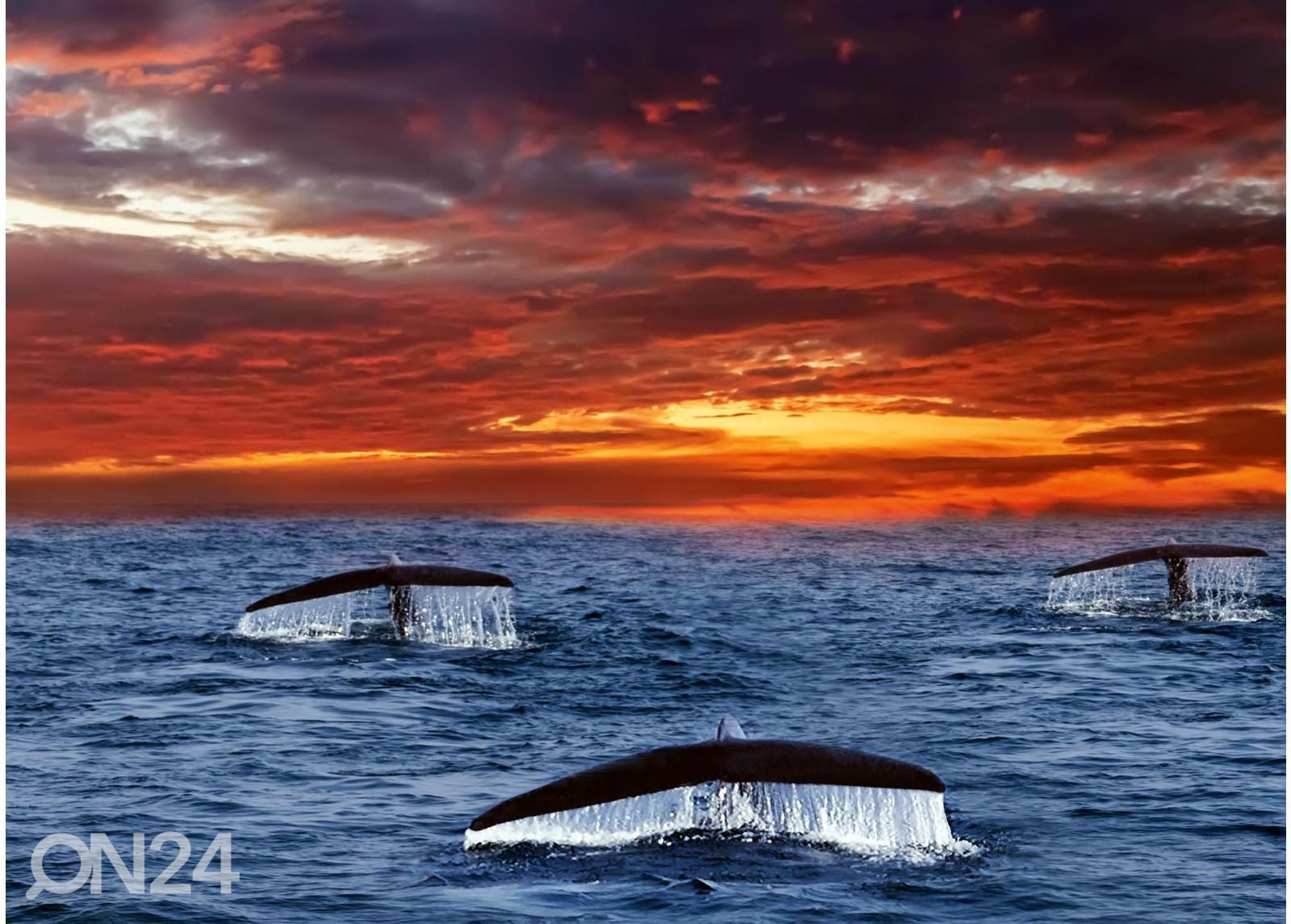 Fliis fototapeet Tails Whales suurendatud