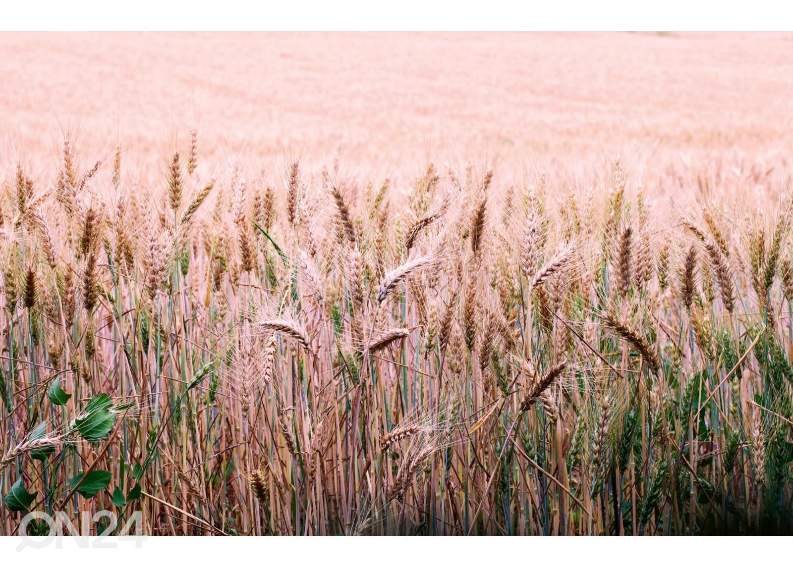 Fliis fototapeet Wheat Field suurendatud
