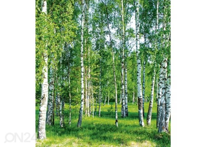 Fliis fototapeet Birch grow 225x250 cm suurendatud