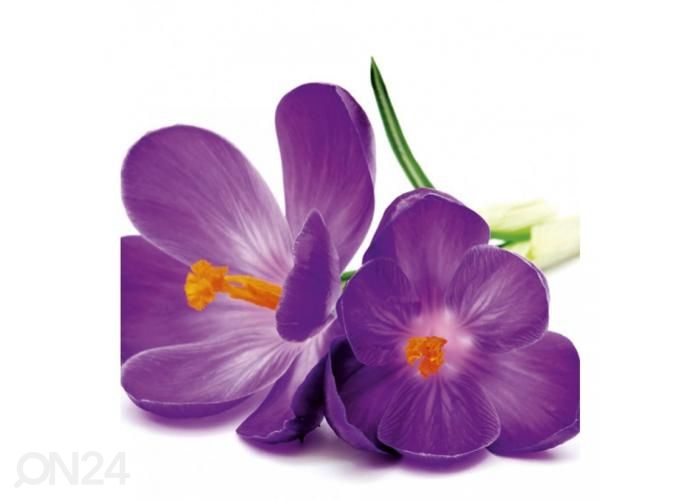 Fliis fototapeet Crocus 225x250 cm suurendatud