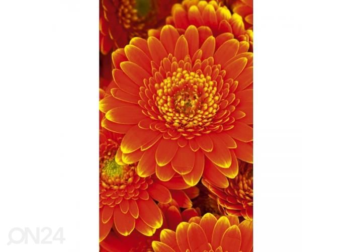 Fliis fototapeet Gerbera 150x250 cm suurendatud