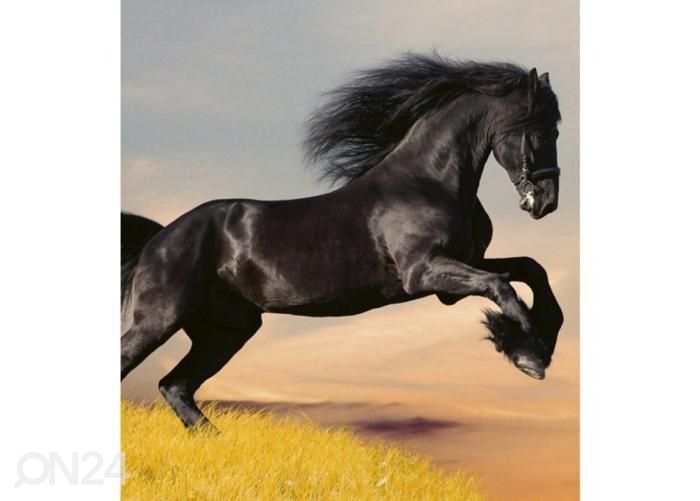 Fliis fototapeet Horse 225x250 cm suurendatud