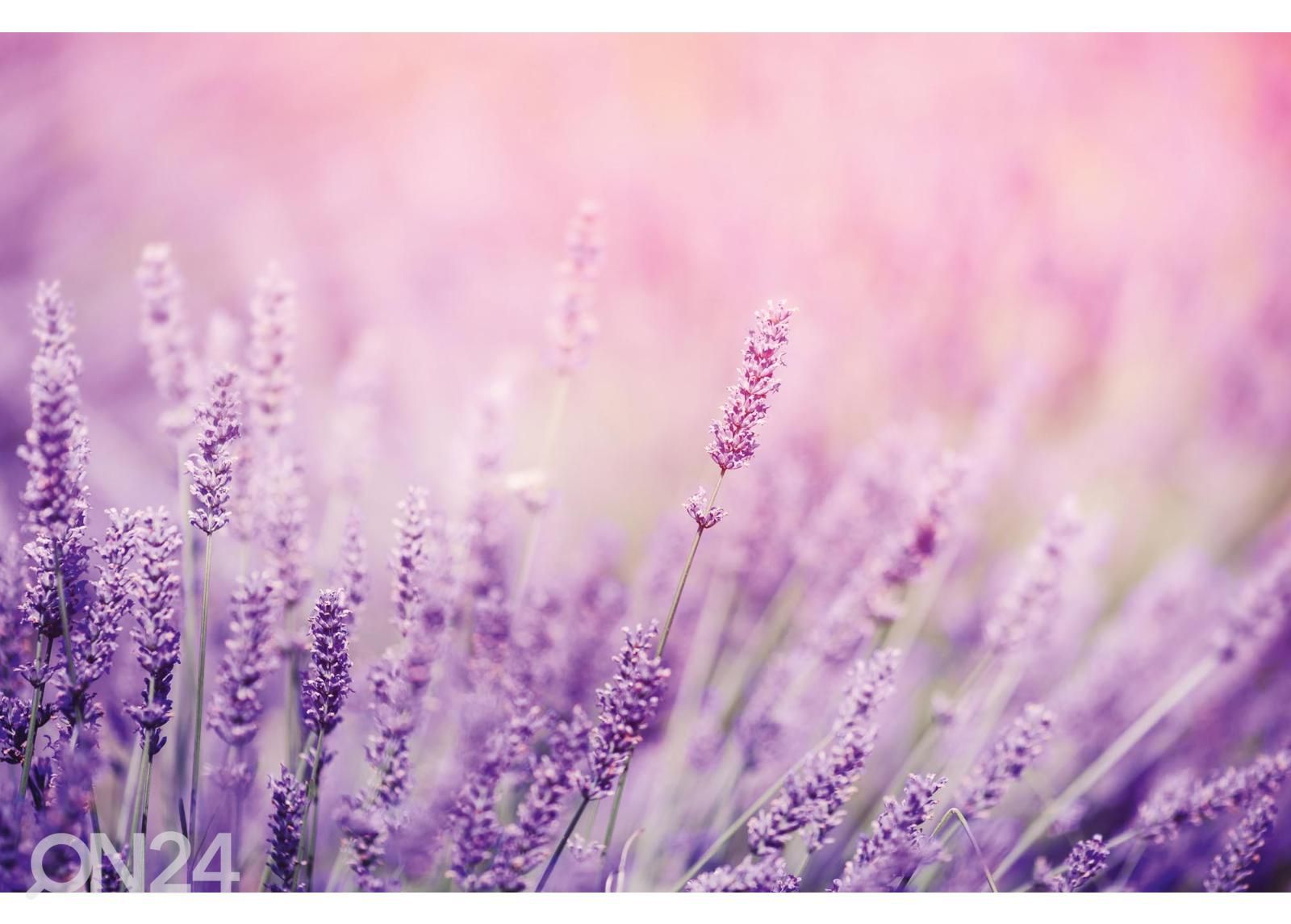 Fliis fototapeet Lavender suurendatud