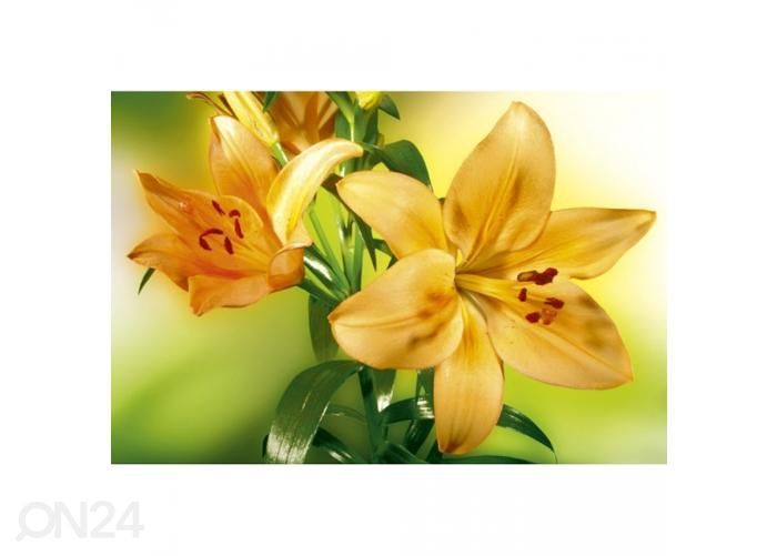 Fliis fototapeet Lily 375x250 cm suurendatud