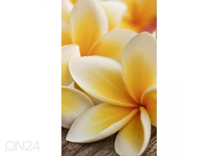 Fliis fototapeet Plumeria 150x250 cm suurendatud