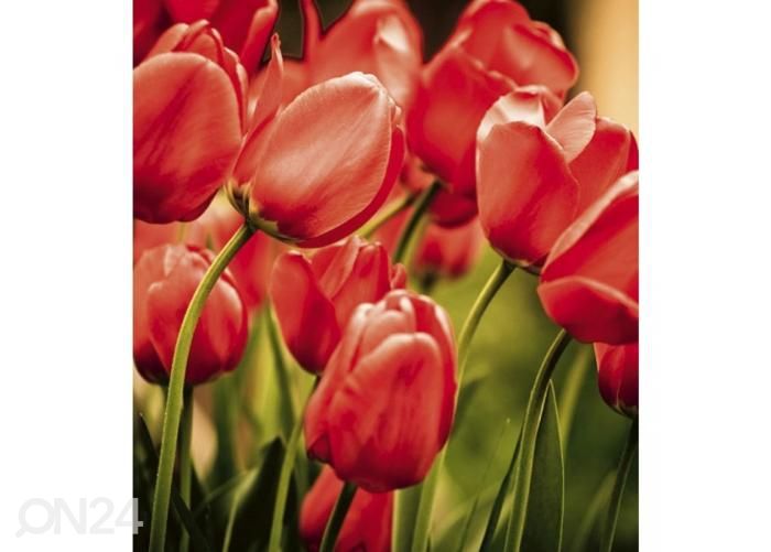 Fliis fototapeet Red tulips 225x250 cm suurendatud