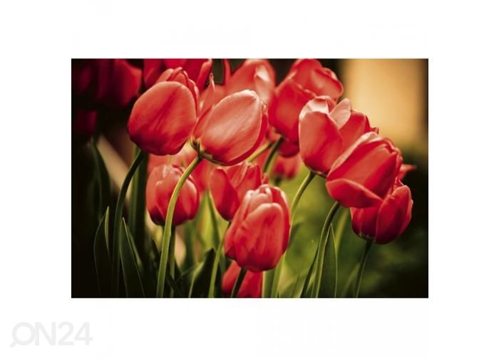 Fliis fototapeet Red tulips 375x250 cm suurendatud