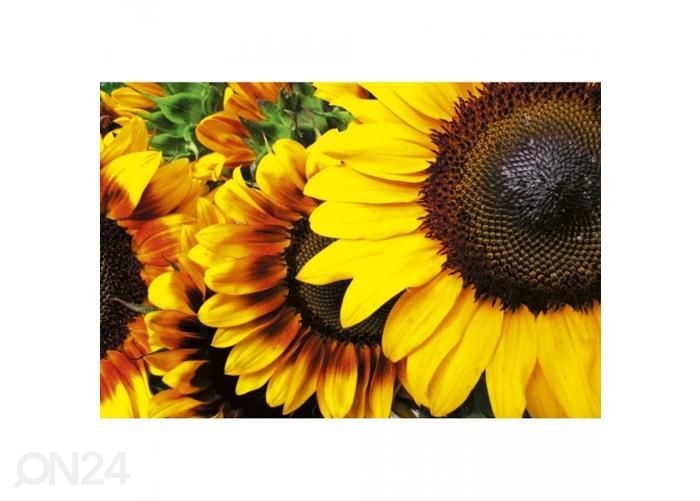 Fliis fototapeet Sunflowers 375x250 cm suurendatud