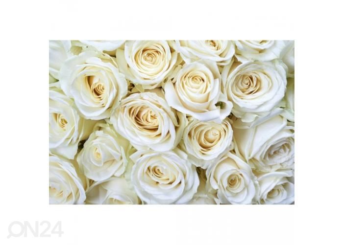 Fliis fototapeet White roses 375x250 cm suurendatud