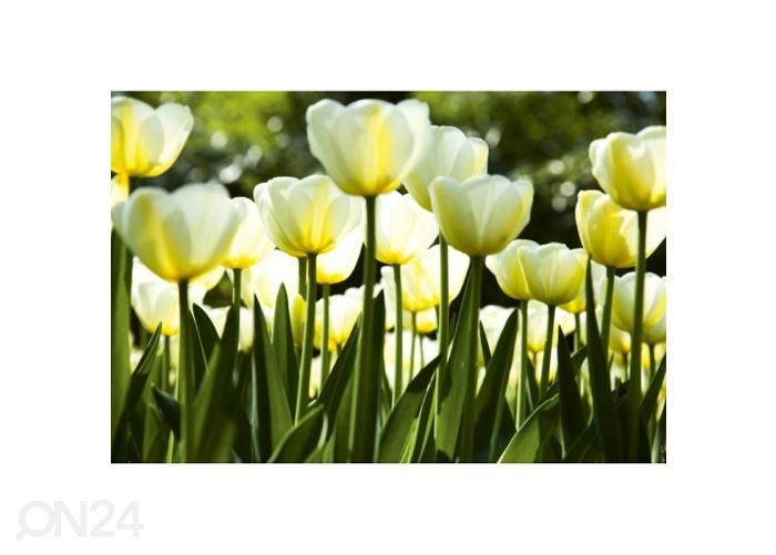 Fliis fototapeet White tulips 225x250 cm suurendatud