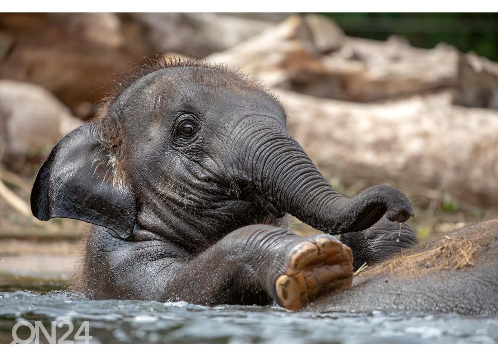 Fliis fototapeet Young Indian Elephant suurendatud