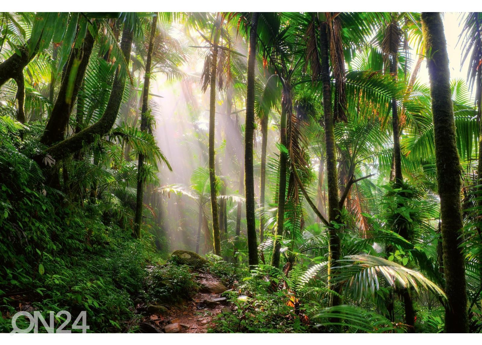Isekleepuv fototapeet Beautiful Jungle Path suurendatud