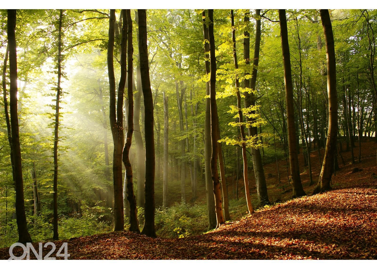 Isekleepuv fototapeet Forest suurendatud