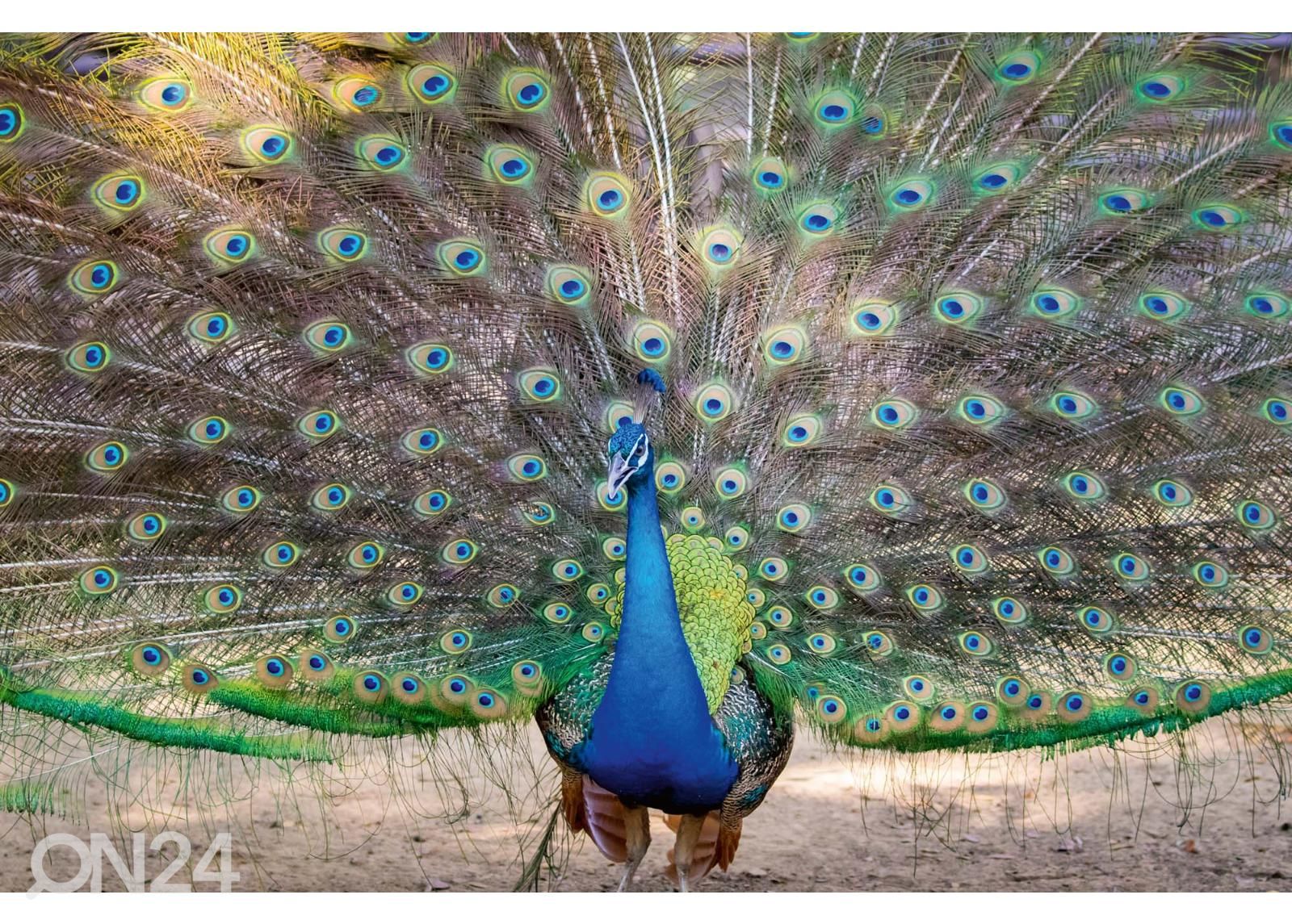 Isekleepuv fototapeet Peacock Showing Its Beautiful Feathers suurendatud