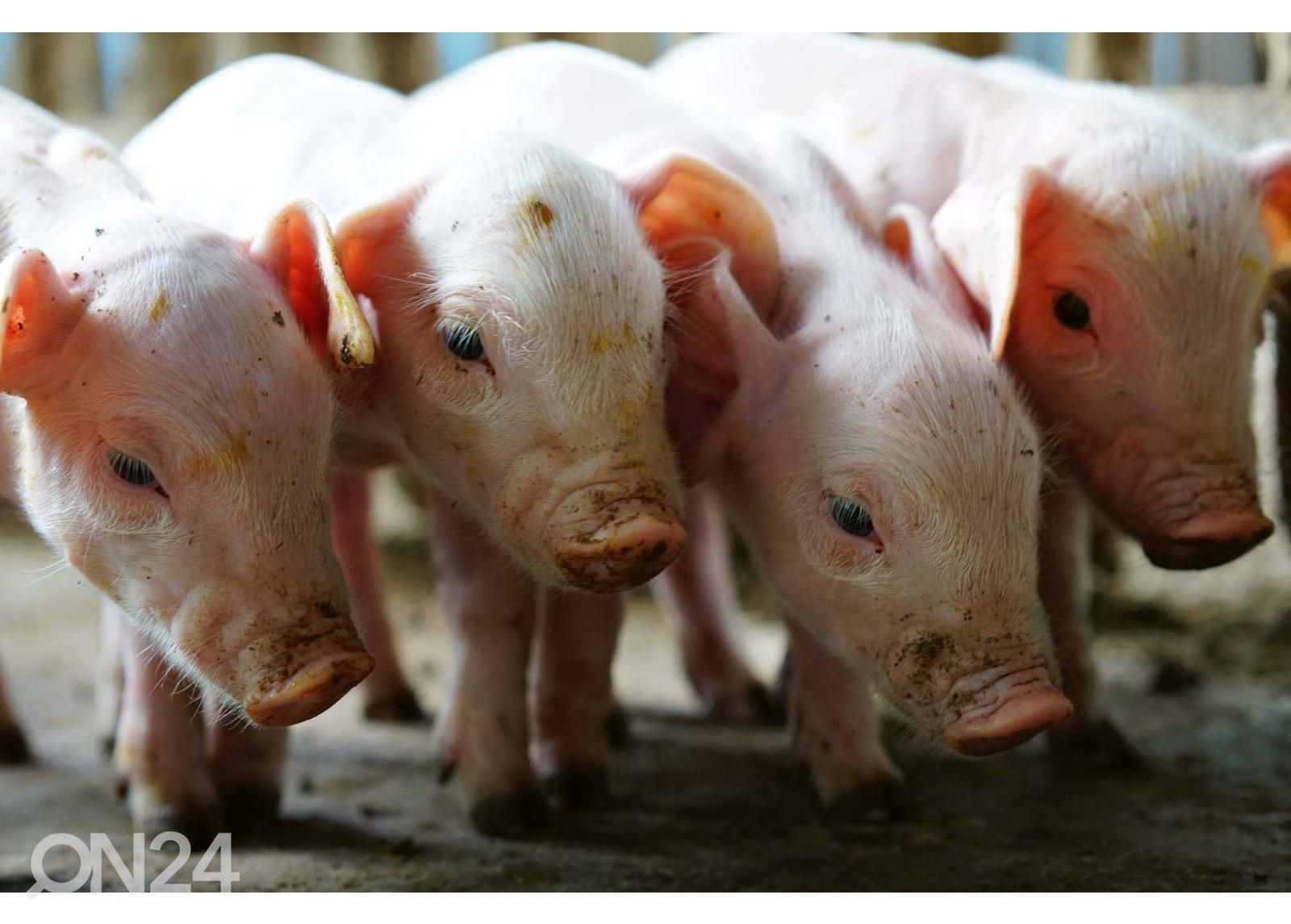 Isekleepuv fototapeet Small Pigs In The Farm suurendatud