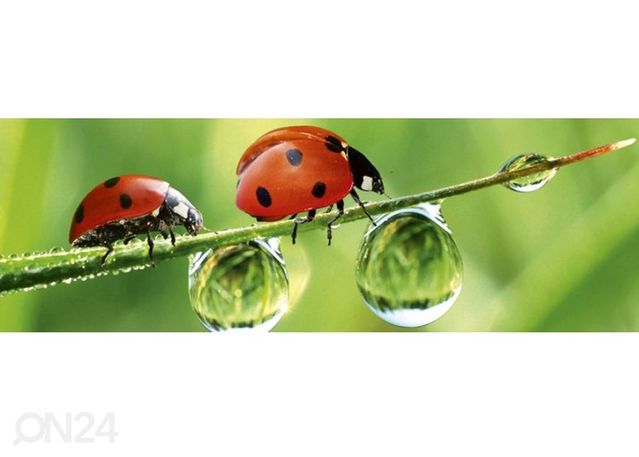 Köögi tagasein Ladybird 180x60 cm suurendatud