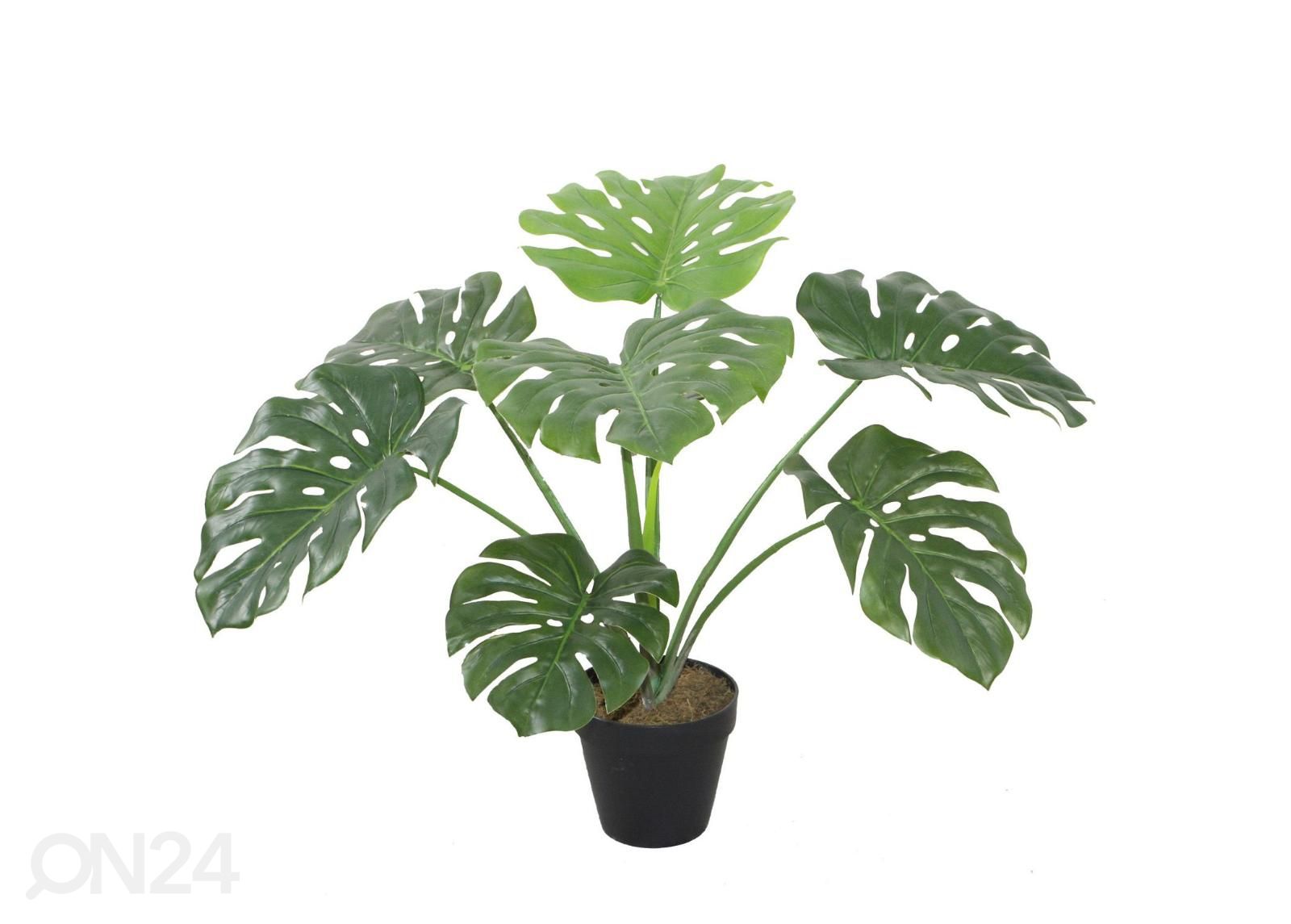 Kunsttaim Monstera 60 cm suurendatud