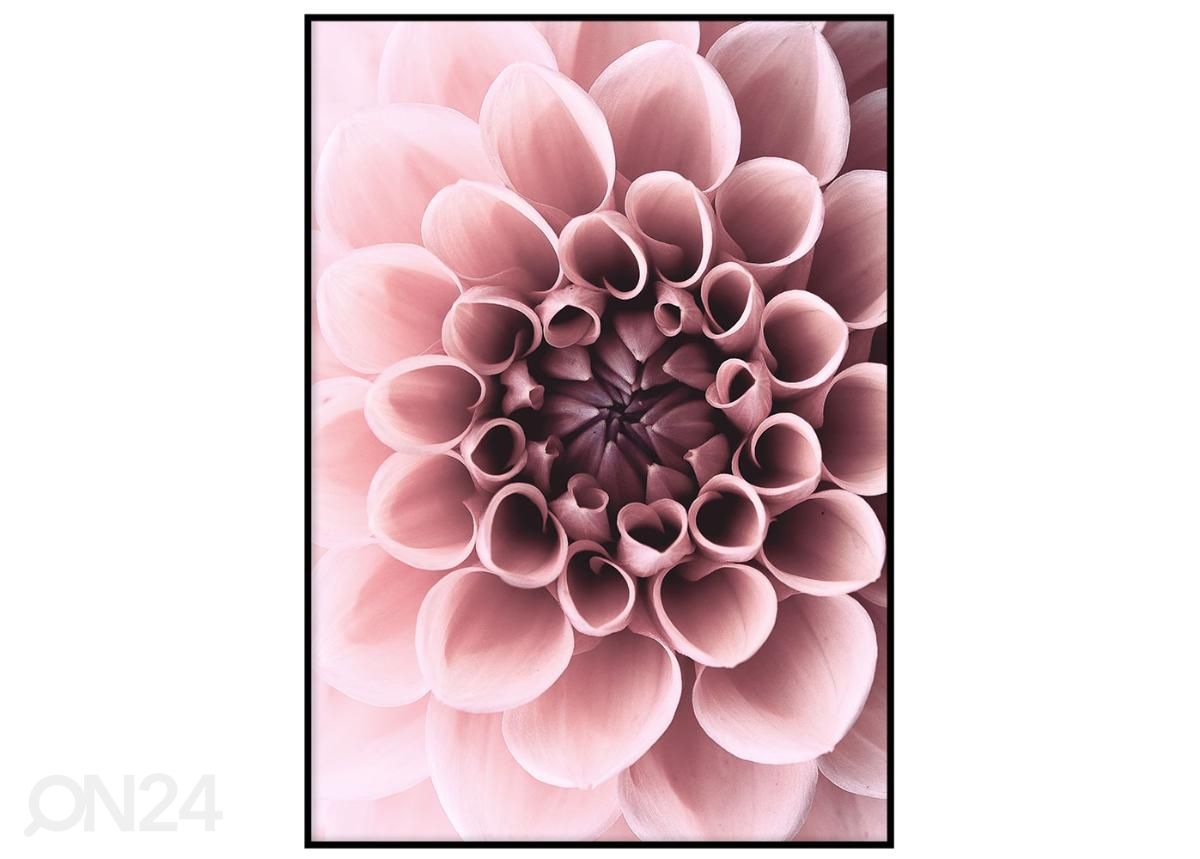 Poster Dahlia 21x30 cm suurendatud