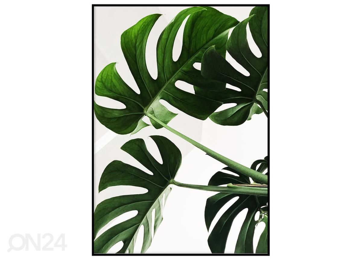 Poster Monstera 21x30 cm suurendatud