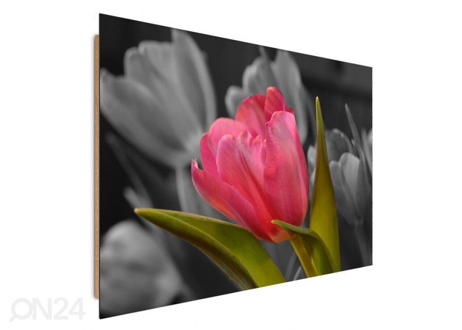 Seinapilt Red tulip 60x80 cm suurendatud