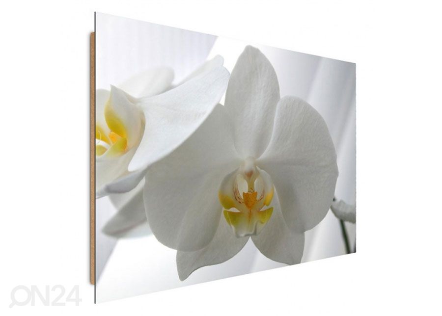 Seinapilt White orchids 40x50 cm suurendatud