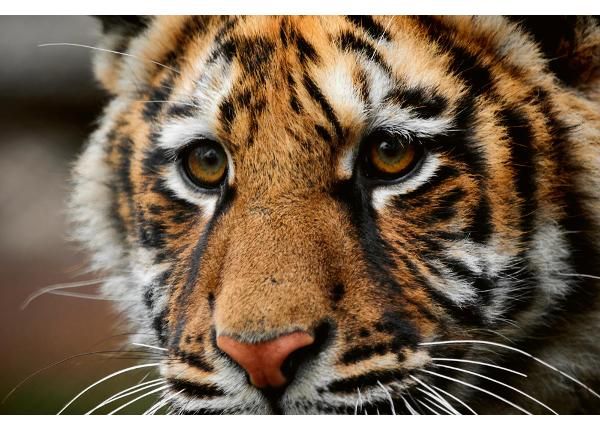 Fliis fototapeet Beautiful Big Tiger