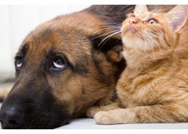 Fliis fototapeet Cat And Dog Together