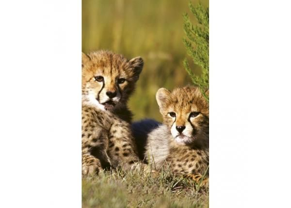 Fliis fototapeet Cheetah