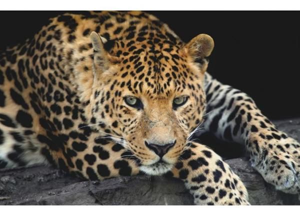 Fliis fototapeet Close Up Leopard Portrait 368 x 254 cm