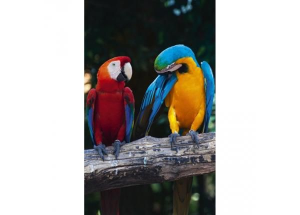 Fliis fototapeet Colourful macaw