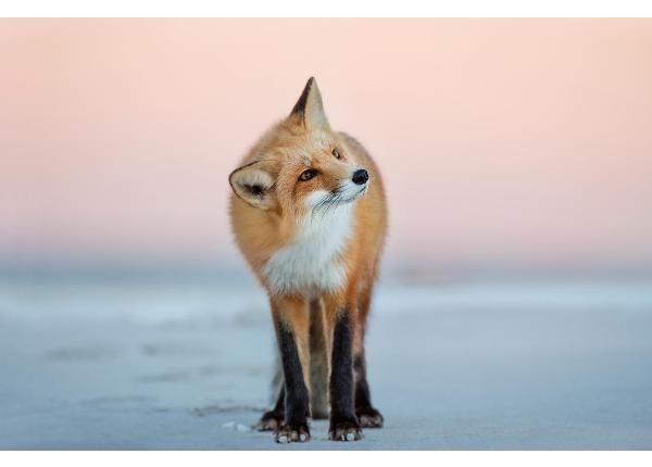 Fliis fototapeet Fox Turns Its Head