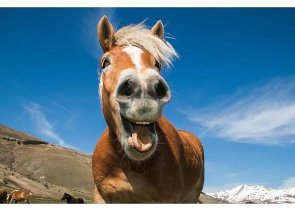 Fliis fototapeet Funny Shot Of Horse