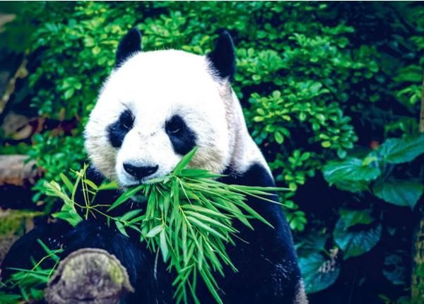 Fliis fototapeet Giant Panda 368x254 cm
