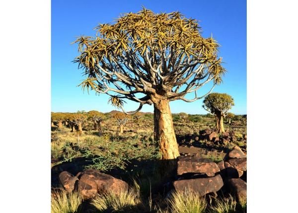 Fliis fototapeet Namibia