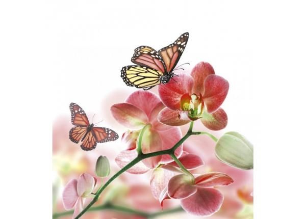 Fliis fototapeet Orchids and butterfly 225x250 cm