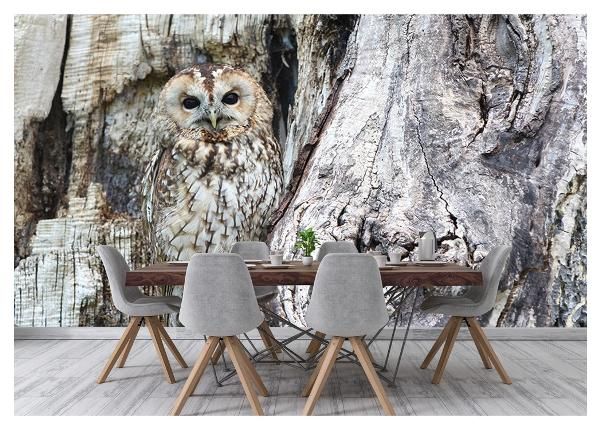 Fliis fototapeet Owl on a Grey Tree 368x254 cm