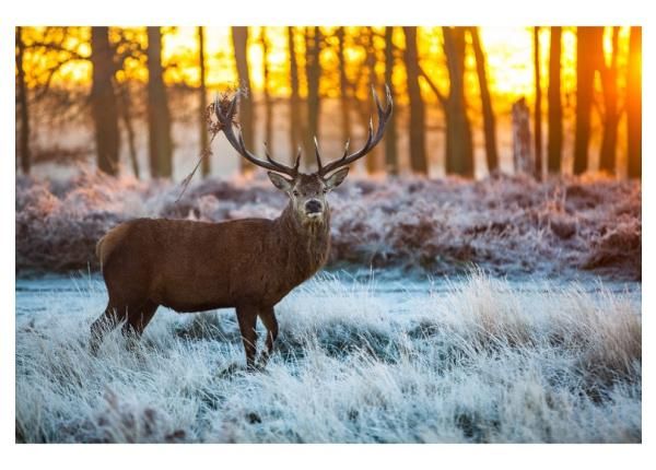 Fliis fototapeet Red Deer in Morning Sun 368x245 cm