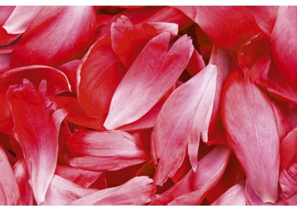 Fliis fototapeet Red petals 375x250 cm