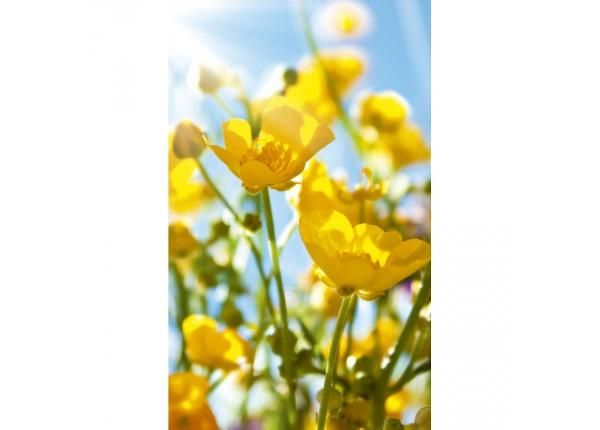 Fliis fototapeet Yellow flowers