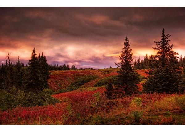 Isekleepuv fototapeet Alaska Sunset