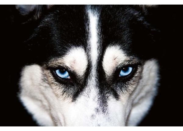Isekleepuv fototapeet Blue Eyes Husky